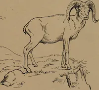 An illustration from Men of the old stone age, their environment, life and art (1918)