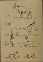 An illustration from Men of the old stone age, their environment, life and art (1918)