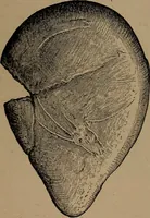 An illustration from Men of the old stone age, their environment, life and art (1918)