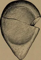 Picture 203 of 275 from Men of the old stone age, their environment, life and art (1918), leaf 444