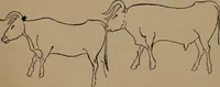 An illustration from Men of the old stone age, their environment, life and art (1918)