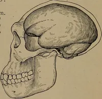 An illustration from Men of the old stone age, their environment, life and art (1918)