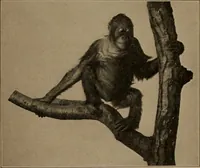 An illustration from Men of the old stone age, their environment, life and art (1918)