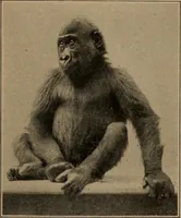 An illustration from Men of the old stone age, their environment, life and art (1918)