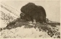 An illustration from Men of the old stone age, their environment, life and art (1916)