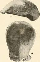 An illustration from Men of the old stone age, their environment, life and art (1916)