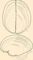 An illustration from Men of the old stone age, their environment, life and art (1916)