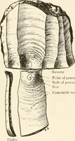 An illustration from Men of the old stone age, their environment, life and art (1916)