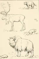 An illustration from Men of the old stone age, their environment, life and art (1916)
