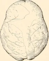 An illustration from Men of the old stone age, their environment, life and art (1916)