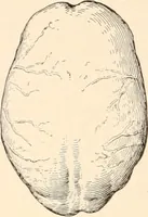 An illustration from Men of the old stone age, their environment, life and art (1916)