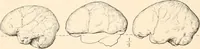 An illustration from Men of the old stone age, their environment, life and art (1916)