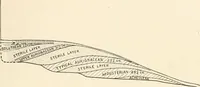 An illustration from Men of the old stone age, their environment, life and art (1916)