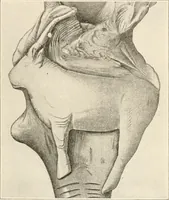 An illustration from Men of the old stone age, their environment, life and art (1916)