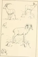 An illustration from Men of the old stone age, their environment, life and art (1916)