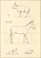 An illustration from Men of the old stone age, their environment, life and art (1916)