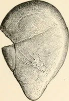 An illustration from Men of the old stone age, their environment, life and art (1916)
