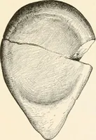 An illustration from Men of the old stone age, their environment, life and art (1916)