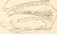 An illustration from Men of the old stone age, their environment, life and art (1916)