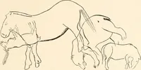 An illustration from Men of the old stone age, their environment, life and art (1916)
