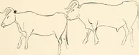 An illustration from Men of the old stone age, their environment, life and art (1916)