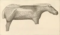 An illustration from Men of the old stone age, their environment, life and art (1916)