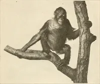 An illustration from Men of the old stone age, their environment, life and art (1916)