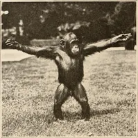 An illustration from Men of the old stone age, their environment, life and art (1916)