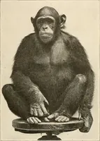 An illustration from Men of the old stone age, their environment, life and art (1916)