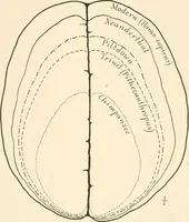 An illustration from Men of the old stone age, their environment, life and art (1916)