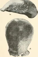 An illustration from Men of the old stone age : their environment, life and art (1915)