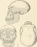 An illustration from Men of the old stone age : their environment, life and art (1915)