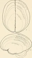 An illustration from Men of the old stone age : their environment, life and art (1915)
