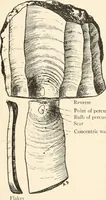 An illustration from Men of the old stone age : their environment, life and art (1915)