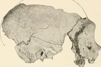 An illustration from Men of the old stone age : their environment, life and art (1915)