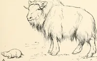 An illustration from Men of the old stone age : their environment, life and art (1915)