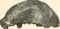 An illustration from Men of the old stone age : their environment, life and art (1915)