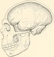 An illustration from Men of the old stone age : their environment, life and art (1915)