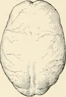An illustration from Men of the old stone age : their environment, life and art (1915)