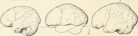 An illustration from Men of the old stone age : their environment, life and art (1915)