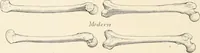 Picture 126 of 278 from Men of the old stone age : their environment, life and art (1915), leaf 271
