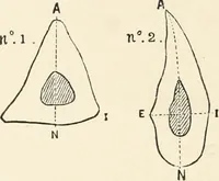 An illustration from Men of the old stone age : their environment, life and art (1915)
