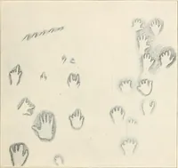 Picture 170 of 278 from Men of the old stone age : their environment, life and art (1915), leaf 356