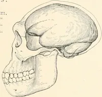 An illustration from Men of the old stone age : their environment, life and art (1915)