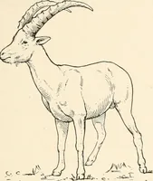 An illustration from Men of the old stone age : their environment, life and art (1915)