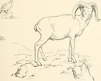 An illustration from Men of the old stone age : their environment, life and art (1915)