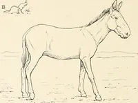 An illustration from Men of the old stone age : their environment, life and art (1915)