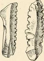 An illustration from Men of the old stone age : their environment, life and art (1915)
