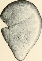 An illustration from Men of the old stone age : their environment, life and art (1915)