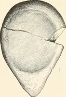 An illustration from Men of the old stone age : their environment, life and art (1915)